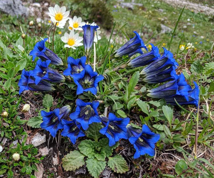 Gentiana clusii / Genziana di Clusius